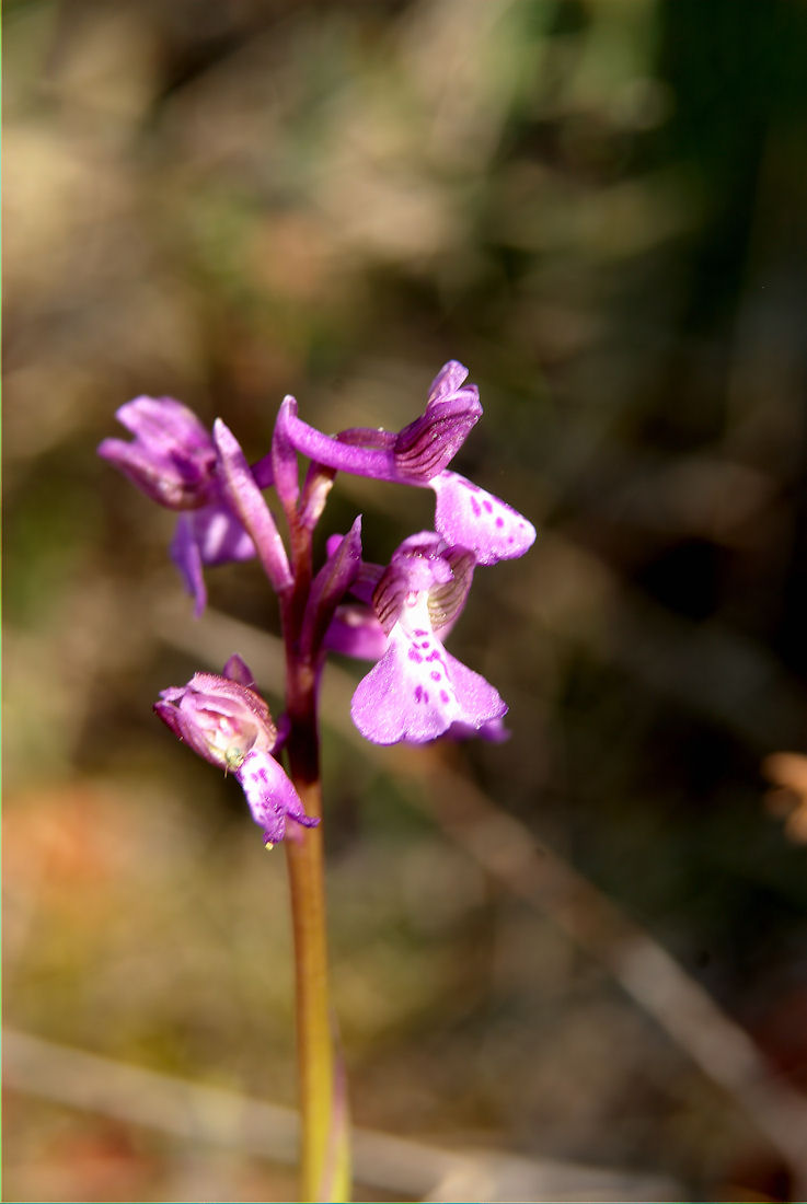 Orchidee nel pisano